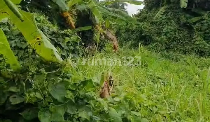 Land Near Central Ubud And Near Famous Restorant And Maya Hotel