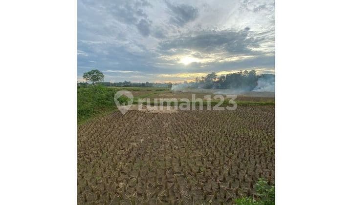 Dijual Tanah Sawah Padat - Legok Luas Tanah 935 M² | SHM Harga Rp1,25 M Nett (Langsung Owner)