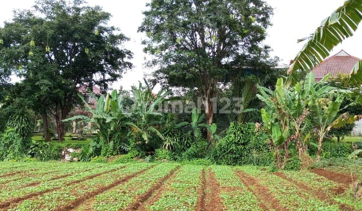 DIJUAL TANAH KEBUN BEBAS BANJIR LOKASI PINGGIR JALAN RAYA AREA CIAWI BOGOR
