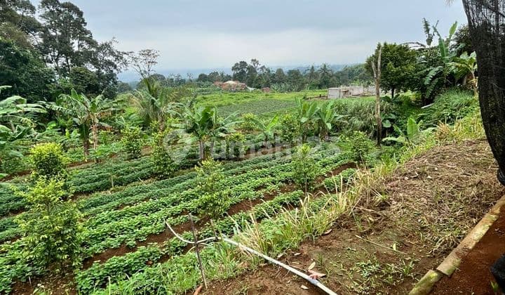 Dijual Lahan Perkebunan Area Sukajaya Tamansari Bogor