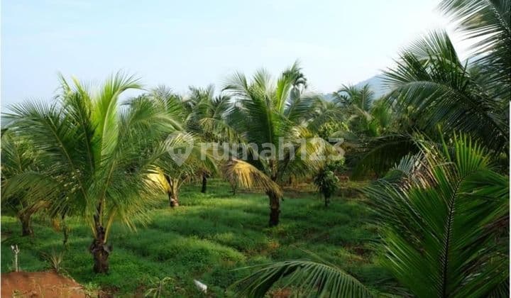 Turun Harga Dijual Tanah Perkebunan aktif dan Villa murah dan Luas di Bogor Jawa Barat