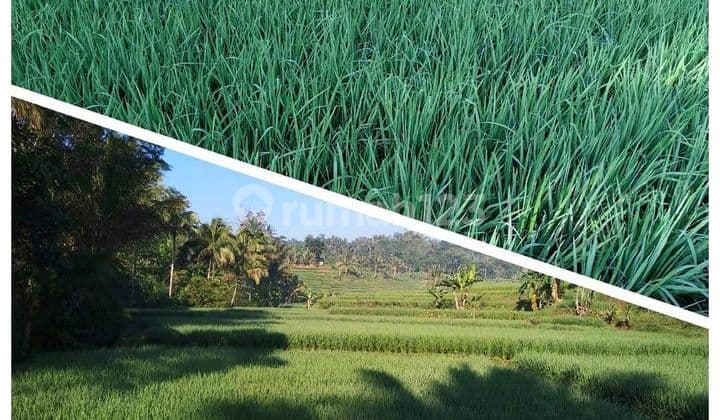 Investasi Tanah Kebun (BU) Jual Murah Luas 5932 m2, Cianjur