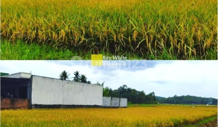 tanah murah lokasi sukoharjo Pringsewu