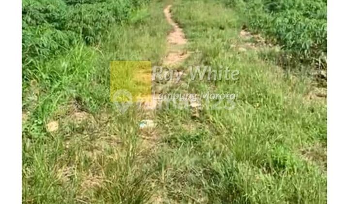 tanah strategis jalan lintas sumatra lokasi tegineneng