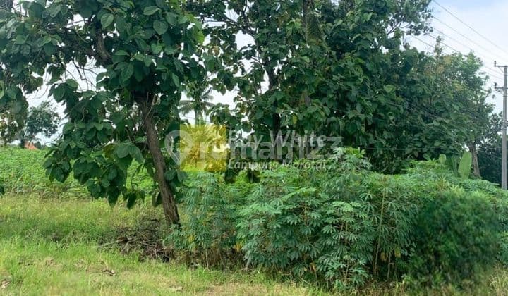 Dijual Tanah strategis lokasi dekat gerbang tol terbanggi besar
