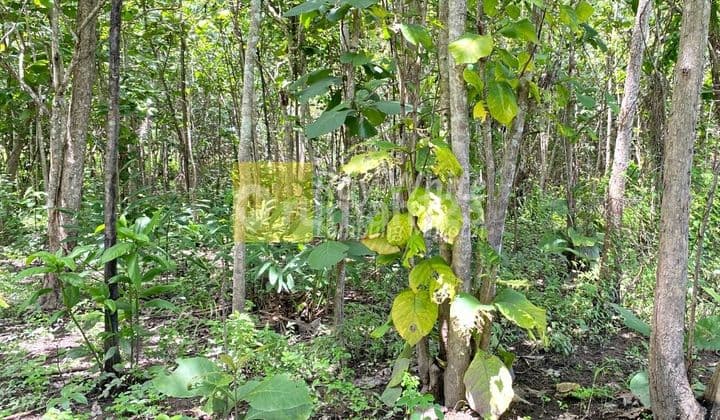 Cheap Land with Teak Trees in Lampung