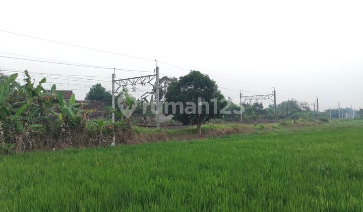 Tanah Sawah Murah Dan Subur Di Sumberejo, Klaten Selatan