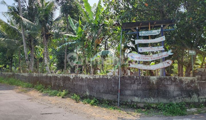 Tanah Pekarangan Di Caturharjo, Cocok Untuk Dibuat Perumahan, Investasi Atau Hunian Pribadi