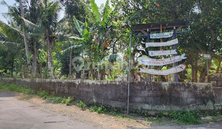 Tanah Pekarangan Di Caturharjo, Cocok Untuk Dibuat Perumahan, Investasi Atau Hunian Pribadi
