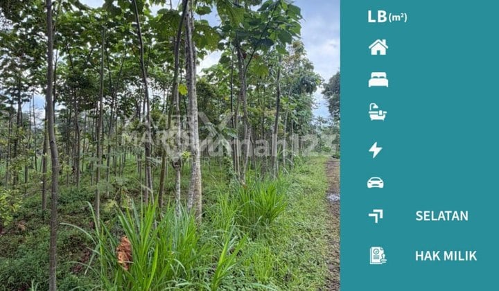 Dijual Murah Tanah Super Luas di Sumbersuko Wagir, Malang