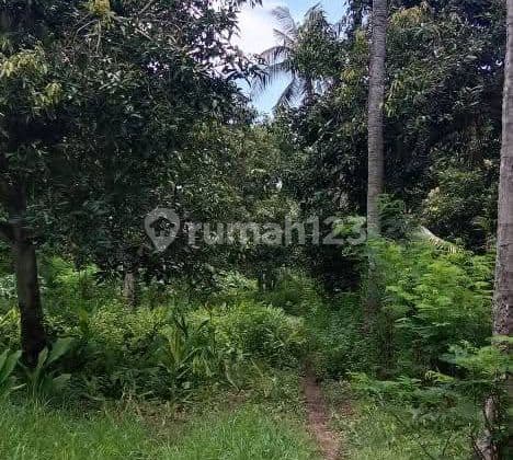 Tanah Perkebunan Daerah Wisata Di Sumberkima Gerokgak Buleleng