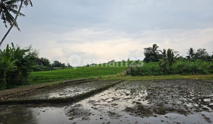 For Sale Cheap Rice Field View Land in Tabanan Bali