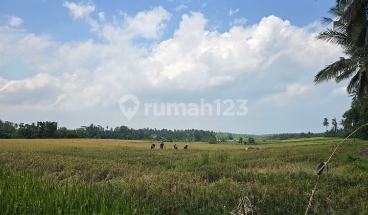 Dijual Tanah Datar View Sawah di Tabanan Bali