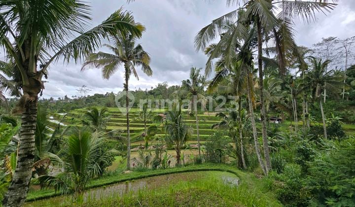 Land for Sale with Free Building, Views of Rice Fields and Mountains in Bali