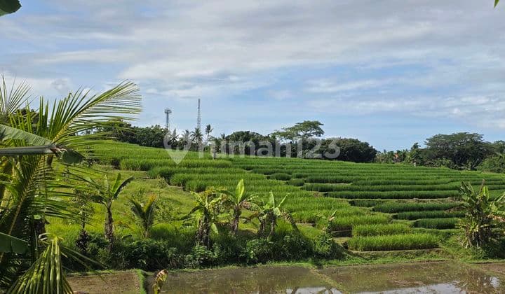 Dijual Tanah Murah View Sawah di Tabanan Bali
