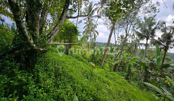 Dijual Murah Tanah View Sawah dan Sungai di Tabanan Bali