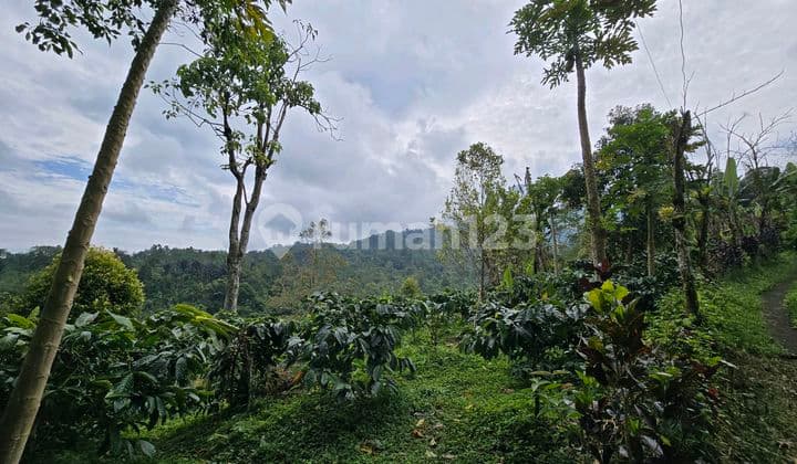 Dijual Tanah Kebun Kopi Datar Murah di Tabanan Bali