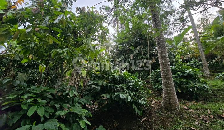 Dijual Tanah Kebun Durian.kopi Manggis Ditabanan Bali