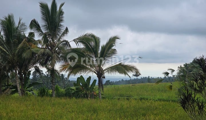 Dijual Tanah Murah View Sawah Bukit dan Los Sungai Bebatuan di Bali
