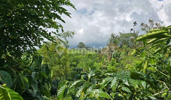 Dijual Kebun Kopi Produktif Murah di Tabanan Bali