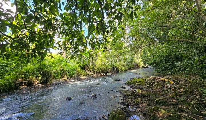 Dijual Tanah Kecil Los Sungai View Sawah Murah di Tabanan Bali