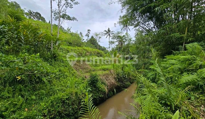 Dijual Tanah Kebun.manggis Durian Los Sungai di Tabanan Bali