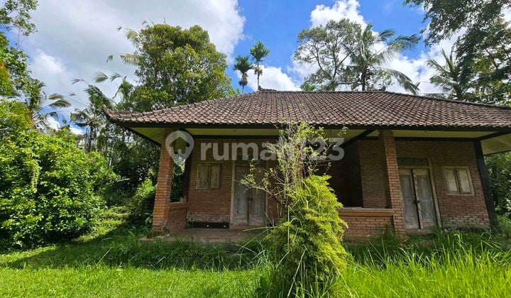 Land for Sale with Bonus House, Rice Field and Jungle View in Bali
