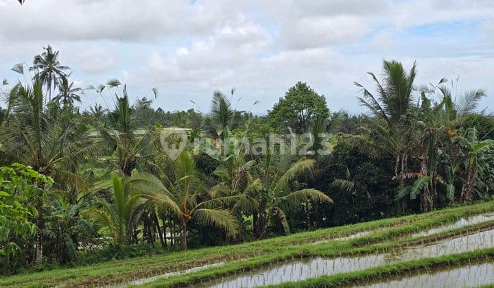 Dijual Tanah Kecil View Sawah dan Gunung di Tabanan Bali