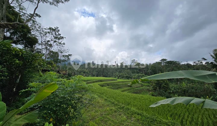 Dijual Tanah Kebun Kopi View Sawah dan Gunung di Tabanan Bali