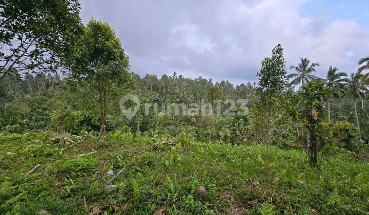 Dijual Tanah Kebun Durian Unggul Masih.kecil di Tabanan Bali