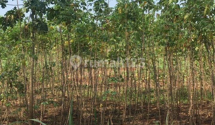 DISEWAKAN KAVLING KOMERSIL STRATEGIS MUNCUL, SERPONG