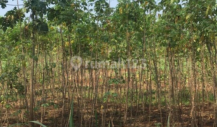 DISEWAKANKAVLING KOMERSIL STRATEGIS MUNCUL, SERPONG