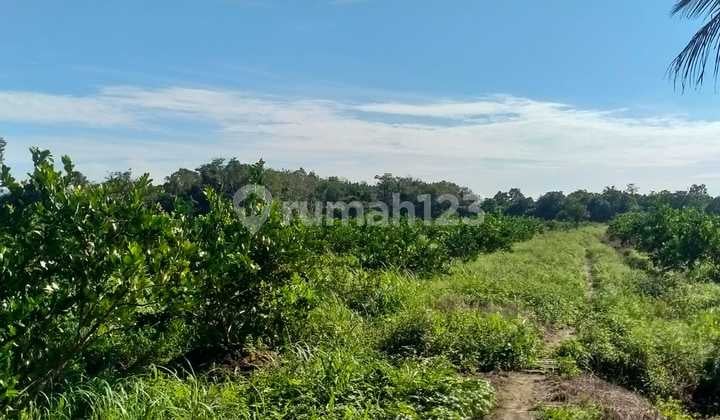 Tanah / Kavling Dekat Jalana Raya Dingkawang Pontianak