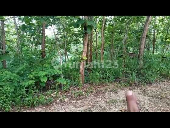 Dijual Tanah Mainroad di Tanjung Sari Gunung Kidul Yogyakarta