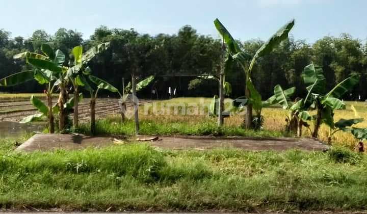 Tanah Luas 1559M2 Lokasi Raya Gabus-Pati