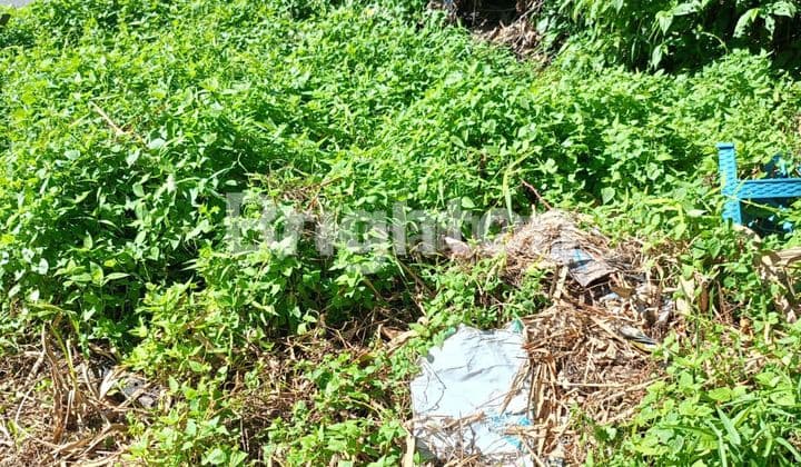 Land by the roadside in the Ampal River area.