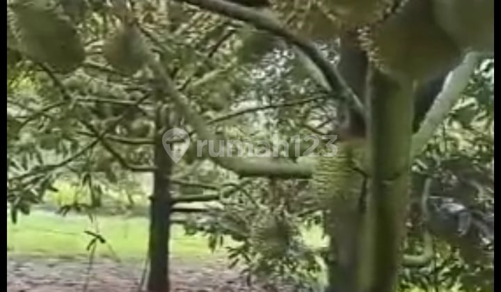 Dijual Tanah Kebun Durian Di Cigudeg Bogor