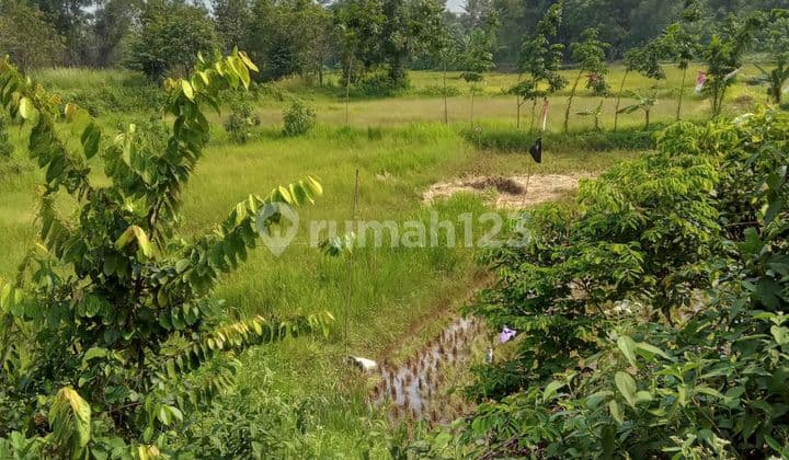 Dijual Murah Tanah 5500m2 di Tigaraksa Harga Nego Lokasi Bagus