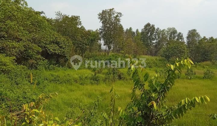 Dijual Murah Tanah 5500m2 Di Tigaraksa Harga Nego lokasi Bagus