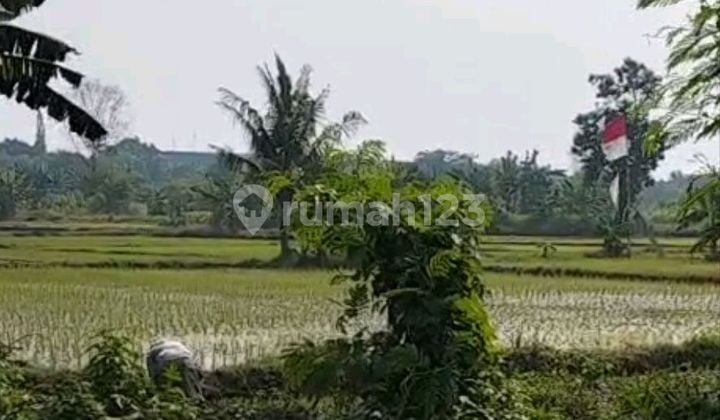 Dijual Murah Lahan Sawah bisa Industri di Balaraja Tangerang
