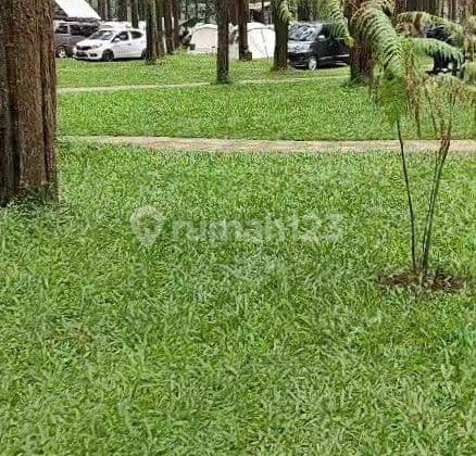 Dijual Tanah Produktif Tanaman Cengkeh Di Bojong Tegal