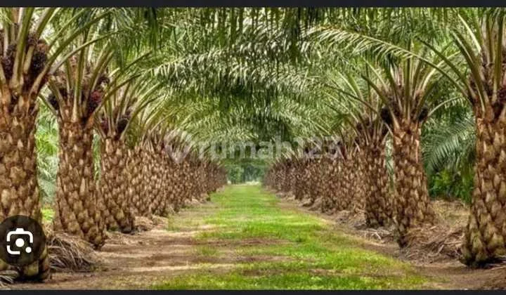 Palm Oil Plantation Land for Quick Sale in Tabalong
