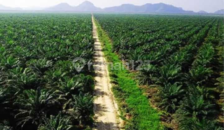 Dijual Take Over Kebun Sawit dan Pabriknya Siap Produksi