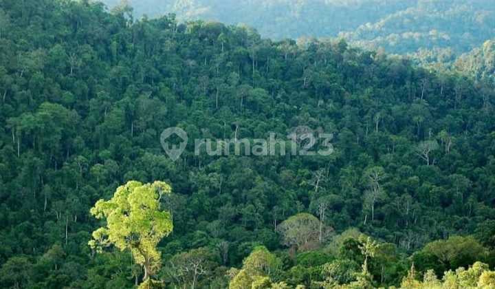 Dijual Cepat Take Over Konsesi Lahan Kayu Hutan Kalimantan Utara