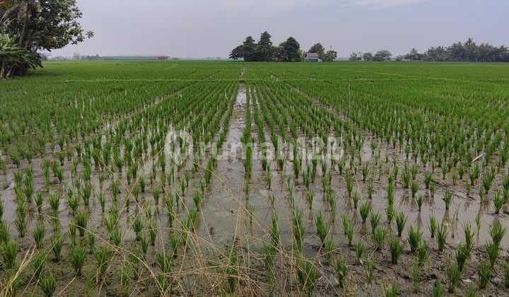 Tanah Sawah SHM Strategis di Desa Sukakarya Cikarang