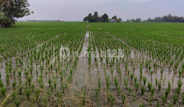 Tanah Sawah SHM Strategis di Desa Sukakarya Cikarang