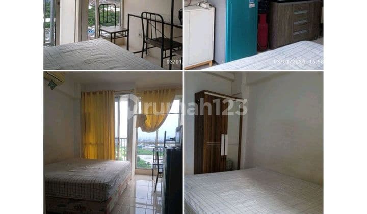 Tifolia Pulomas Kelapa Gading