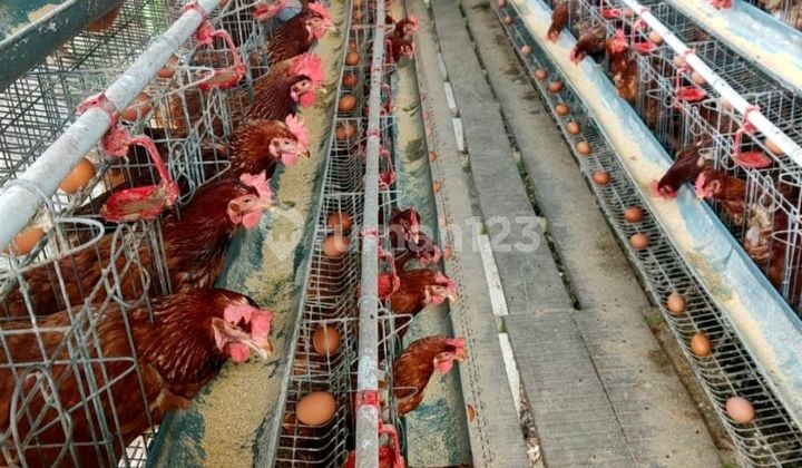 Jual Peternakan Ayam Aktif