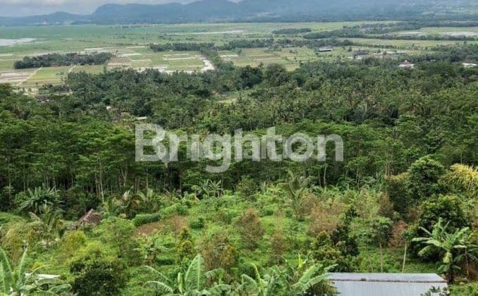 For sale: DURIAN orchard in Banyubiru, Kopeng, Ambarawa.