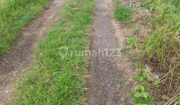 Tanah, SHM, di Selemadeg,